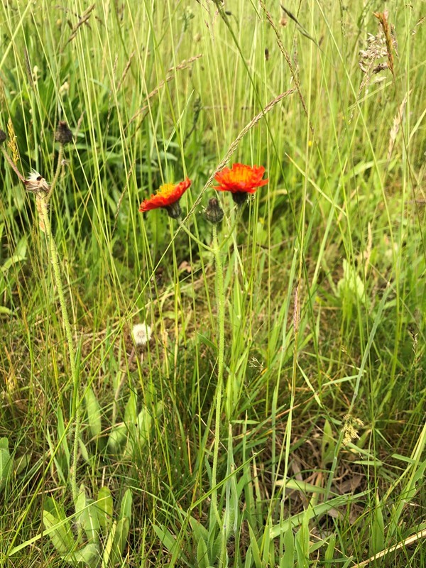 Rød Pomerans Høgeurt