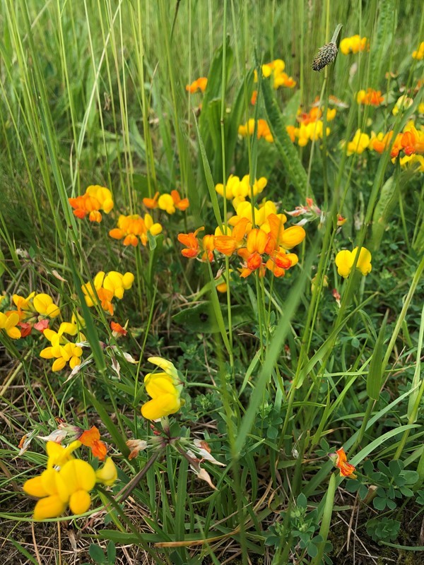 Gule og orange kællingetand-blomster